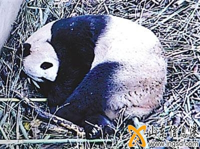 xiong mao jpg_.jpg